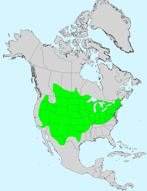 North America species range map for Curlycup, Grindelia squarrosa: Click image for full size map.